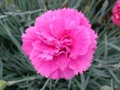 Dianthus 'Lily the Pink' 2L image