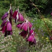 DIERAMA 'Pulcherrimum Blackbird' - 2 ltr image
