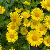 Doronicum 'Little Leo' 2 Litre