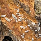 Dwarf White Isopods Tub