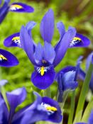 Iris reticulata 'Harmony' (12 Pack) image