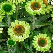 Echinacea 'Jealousy' 2L image