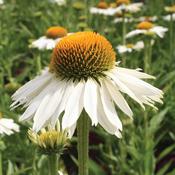 Echinacea 'White Meditation' (2  Litre) image
