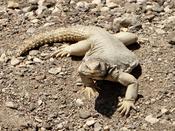 Egyptian uromastyx Captive Bred