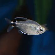 Elachys Reed Tetra | Hyphessobrycon elachys Saratetra 1.5-2cm