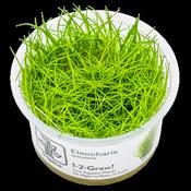Eleocharis Acicularis 1-2 Grow image