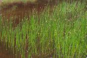 Eleocharis palustris P9
