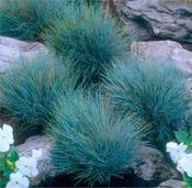 Festuca Glauca 'Intense Blue' Pot (5 Litre) image