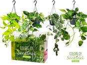 Epipremnum mix P15, hanging pot