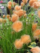 Eriophorum russeolum | Russet Cotton Grass P9