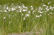 Eriophorum scheuchzeri | Cotton Grass P9 image