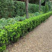 Euonymus japonicus 'Jean Hugues' 2 Litre image