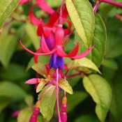 Fuchsia 'Genii' 2L image