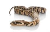 False Water Cobra