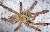 Featherleg Baboon Tarantula (Stromatopelma calceatum) Small