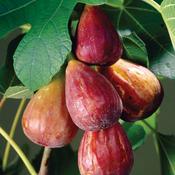 Ficus carica 'Brown Turkey' / 2 Ltr, single cane image