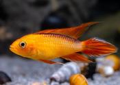 Fire Red Agassiz Dwarf Cichlid | Apistogramma agassizi  3-4cm