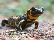 Fire Salamander