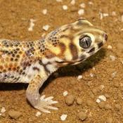 Giant Frog-Eyed Geckos, Pair