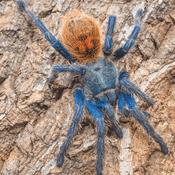 Greenbottle Blue Tarantula | Chromatopelma cyaneopubescens s/med image