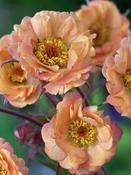 Geum 'Mai Tai' image