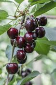 Sweet Cherry Tree | Prunus Avium 'Regina' (2 Litres) image