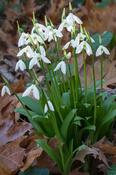 Snowdrop (Galanthus woronowii) – 10 Bulbs image