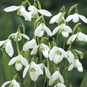 Snowdrop (Galanthus woronowii) – 18 Bulbs image