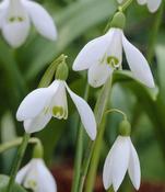 Snowdrop (Galanthus elwesii) – 7 Bulbs image