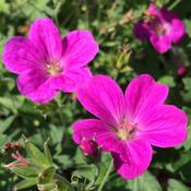 Geranium 'Russell Prichard' 2 Litre