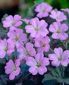 Geranium 'Sue Crug' 2lt image