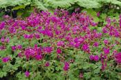 Geranium macrorrhizum Bevan's Variety 2 Litre image