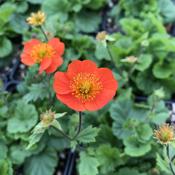 Geum Koi Dark Orange (9cm) image