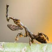 Ghost Mantis | Phyllocrania paradoxa