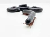 Giant African Train Millipede (Archispirostreptus gigas)