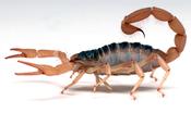 Giant Desert Hairy Scorpion (Hadrurus arizonensis)