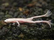 Gold African Dwarf Frog 2cm image