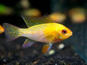 Golden Ram Cichlid (ML)