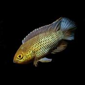 Golden Eye Cichlio Anomala 4-5cm