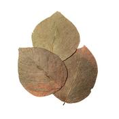 Habistat Leaves, Dadap, 10pack