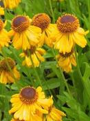 Helenium 'The Bishop' | Sneezeweed 2 Litre image