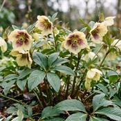 Helleborus ViV 'Serafina' 2L image