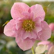 Helleborus VIV 'Benedetta' 2L image
