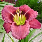 Hemerocallis 'Always Liberty' 2L image