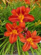 Hemerocallis 'Chicago Fire' 2L image