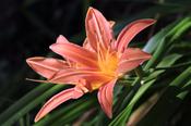 Hemerocallis 'Pink Damask' 2L image