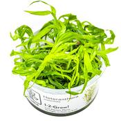 Heteranthera Zosterifolia 1-2 Grow image