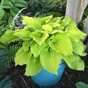 Hosta 'Coast to Coast' 3 Litre image