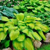 Hosta 'Stained Glass' 2 Litre image