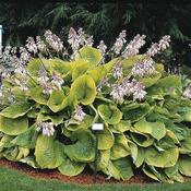 Hosta 'Sum and Substance' 2L image